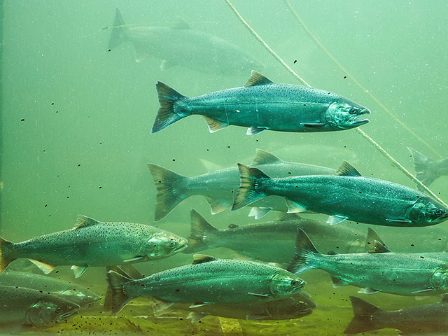 Загрязнение рек и озер кокаином может нарушить поведение лосося, исследование