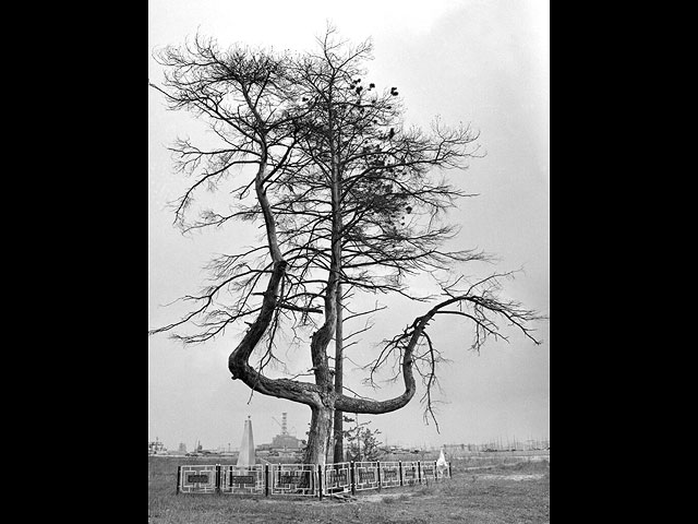 Дерево в 2 км от ЧАЭС (на заднем плане) у мемориала жертв Великой отечественной войны. Это дерево — всё, что осталось от леса, вырубленного после радиоактивного загрязнения. 1989 год