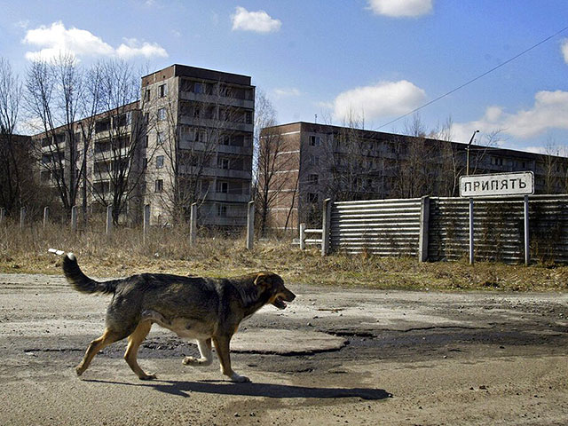 Собака в опустевшем городе Припять. 2006 год