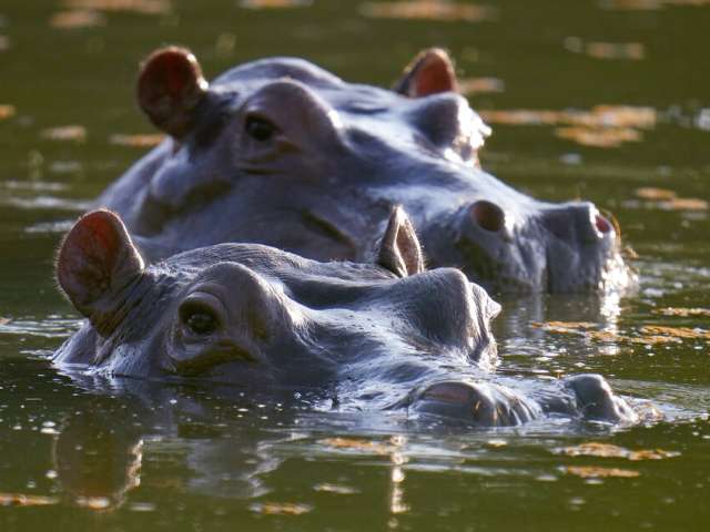 Сын индийского миллиардера предложил разместить бегемотов Пабло Эскобара в своем зоопарке