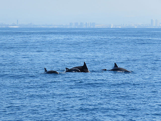 Около Хайфы замечена стая афалин с детенышами