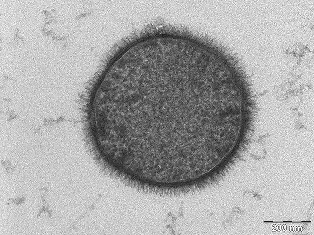 Бактерия Bacillus subtilis