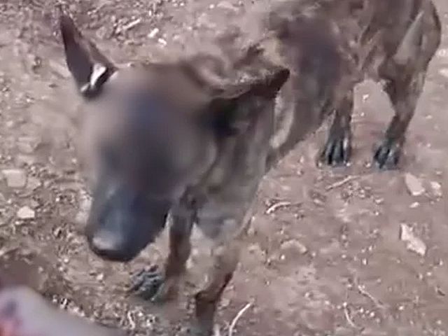 "Кан": избитая в деревне Атара собака доставлена на лечение в Хайфу, полиция расследует инцидент
