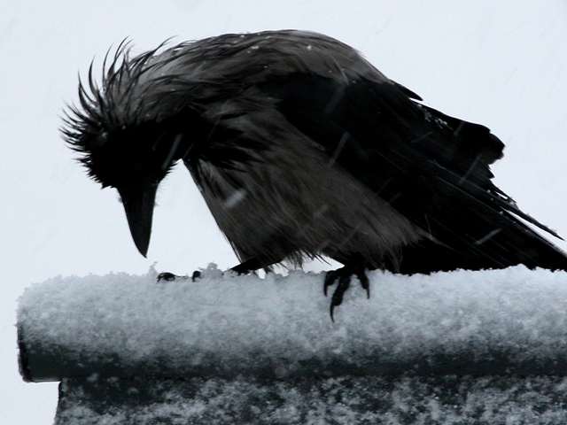 У детского сада в центре Тель-Авива вороны атакуют детей и родителей
