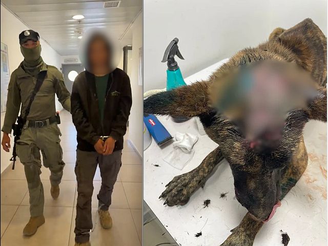Задержан подозреваемый в жестоком избиении собаки Люси в деревне Атара
