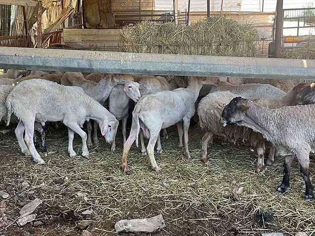 Поданы обвинения по делу о краже редких овец из Института Вулкани