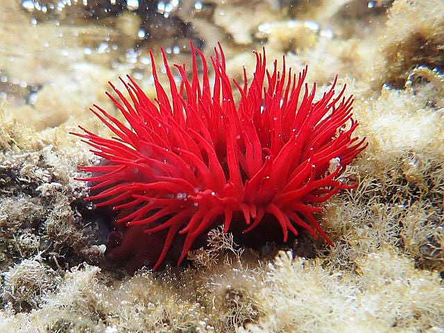 Актиния Macrodactyla doreensis