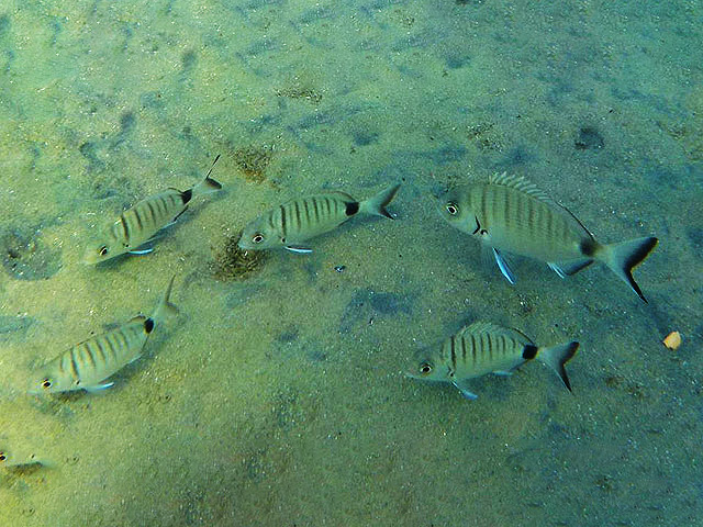 Морской карась, сарг (Diplodus sargus)