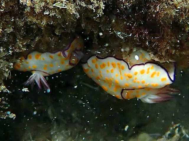 Голожаберные моллюски  Goniobranchus annulatus 