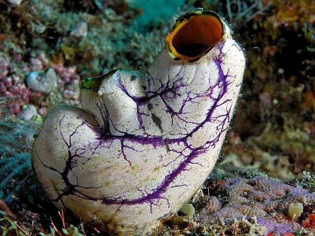 Крошечное морское существо может стать ключом к лечению меланомы
