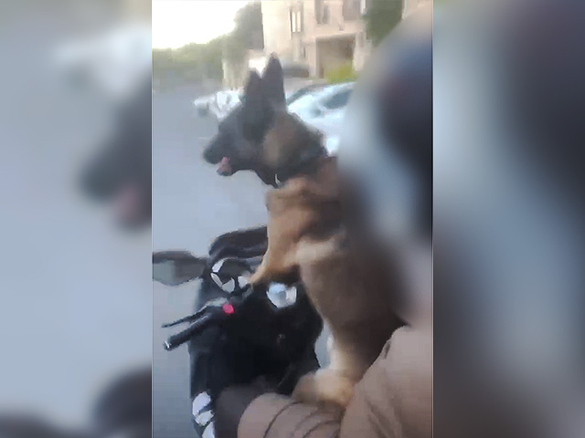 Мотоциклист провез на мотоцикле собаку ради видео для соцсетей и получил вызов в суд