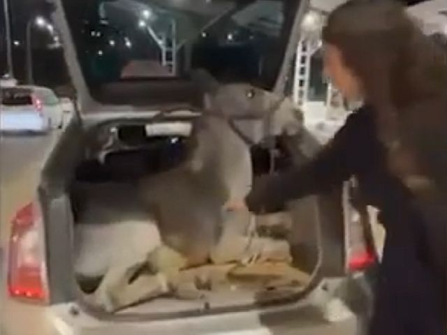 На КПП около Иерусалима в багажнике автомобиля обнаружили связанного осла. Видео
