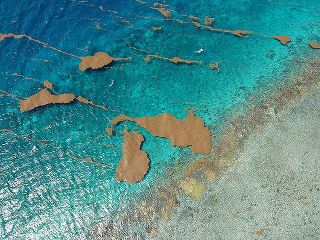 Масса саргассовых водорослей в Карибском море достигла рекордного уровня