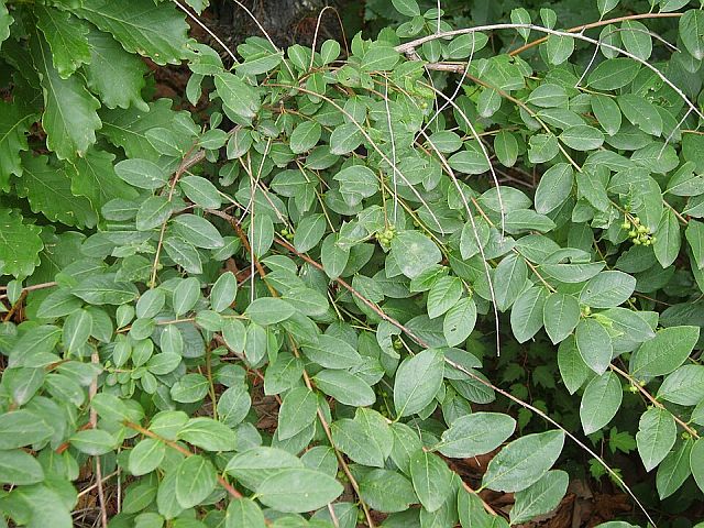 Кустарник Flueggea suffruticosa
