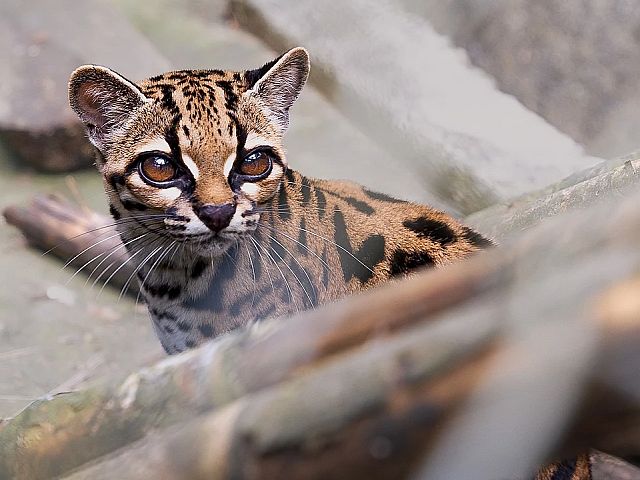 Впервые за 100 лет генетики описали новый вид кошачьих: Leopardus tilcayo из Боливии