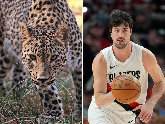 В "Сафари" поселился персидский леопард Дени: его назвали в честь игрока NBA Дени Авдии