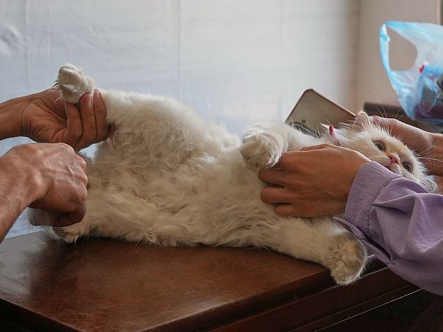Кошку, предположительно зараженную бешенством, обнаружили в районе Нацерета