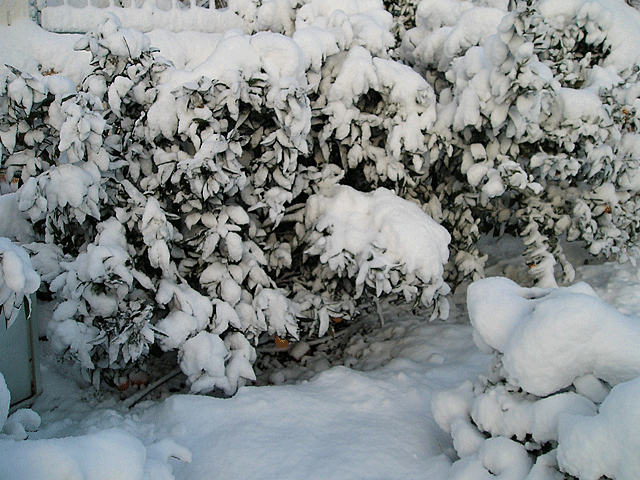 Цфат. Зима 2008 года