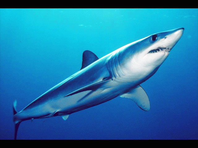 У побережья Акко выловлена серо-голубая акула весом 350 кг