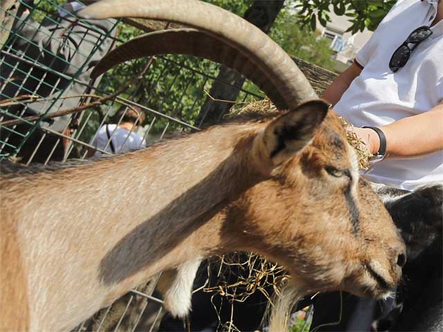 В честь футболистов "Наполи" назвали тибетских козлов и осла