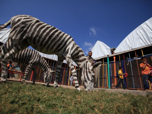 Несколько лет назад зоопарк Газы "прославился" на весь мир тем, что выставил в качестве зебр раскрашенных краской ослов, чтобы привлечь посетителей. 