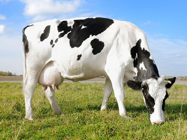 Пошлина на импорт крупного рогатого скота, составляющая 1,15 шекеля за килограмм, планируется отменить после того, как в Израиле будут созданы шесть дополнительных карантинных приемников