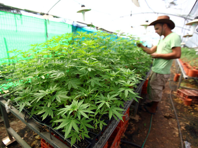 Израильские ученые вывели новый сорт марихуаны, не вызывающей "кайфа"