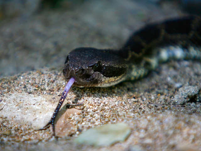 Ядовитая змея укусила 25-летнего мужчину в Иудейской пустыне