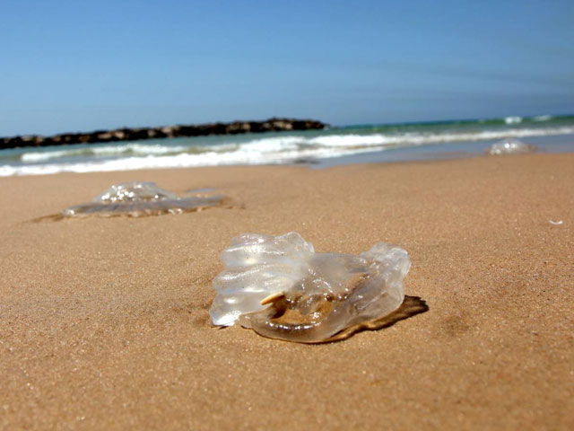 "Сезон медуз" около побережья Израиля (архивные фото)
