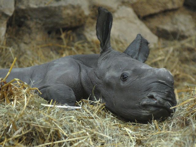 В рамат-ганском "Сафари" родился детеныш у белых носорогов