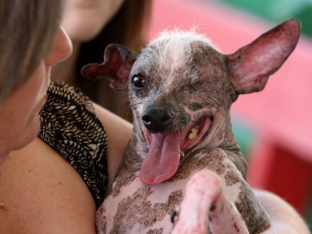 На конкурсе World's Ugliest Dog в Калифорнии