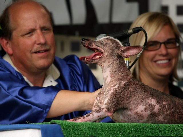 На конкурсе World's Ugliest Dog в Калифорнии