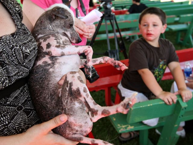 На конкурсе World's Ugliest Dog в Калифорнии