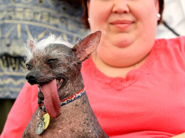 На конкурсе World's Ugliest Dog в Калифорнии