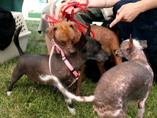 На конкурсе World's Ugliest Dog в Калифорнии