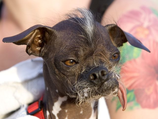 На конкурсе World's Ugliest Dog в Калифорнии