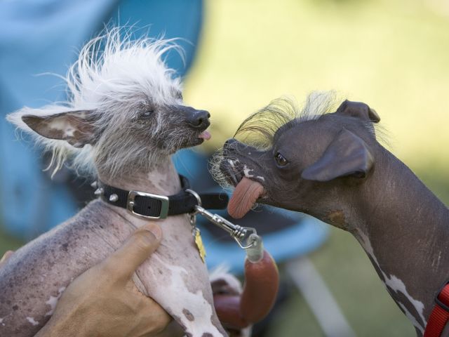 На конкурсе World's Ugliest Dog в Калифорнии