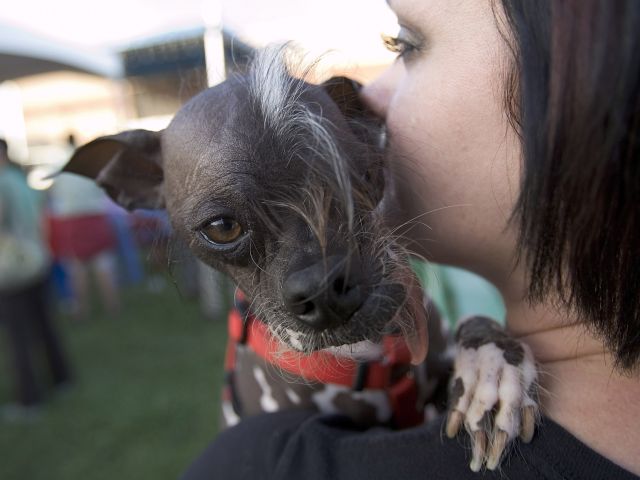 На конкурсе World's Ugliest Dog в Калифорнии