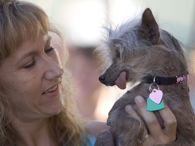 На конкурсе World's Ugliest Dog в Калифорнии