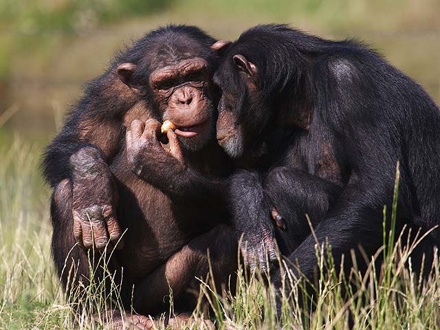 Трагедия в зоопарке Лос-Анджелеса: самец шимпанзе убил детеныша