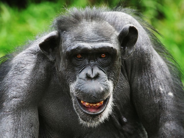 Посетители зоопарка в Ганновере эвакуированы в связи с побегом группы шимпанзе