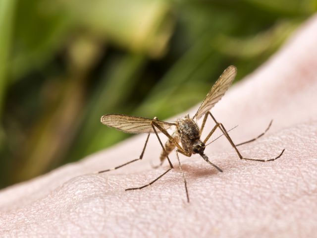 Для профилактики комариных укусов можно прибегнуть к натуральным средствам на основе ароматических масел