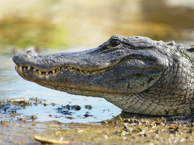Мужчина, которому крокодил откусил руку, обвинен в незаконном кормлении рептилии