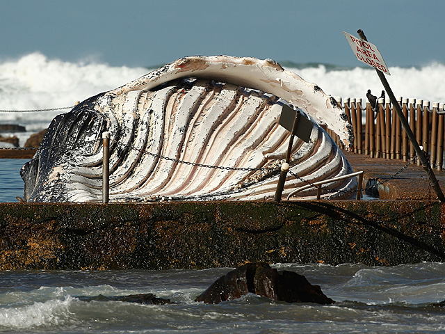 У берегов Сиднея кит-горбач был выброшен из океана в бассейн с морской водой