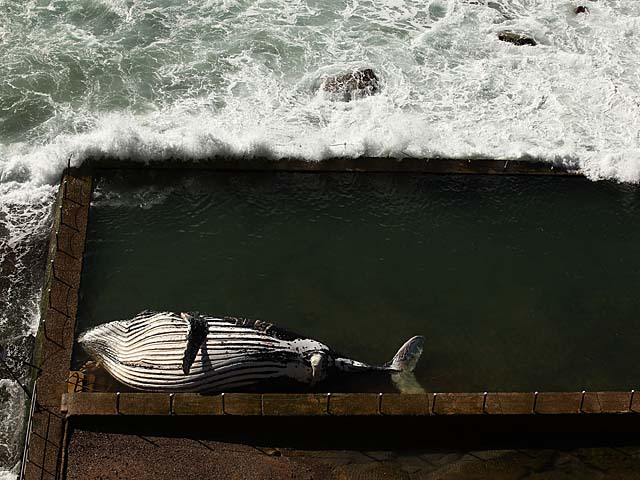У берегов Сиднея кит-горбач был выброшен из океана в бассейн с морской водой