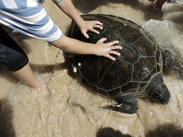 Израильские ученые вылечили четырех морских черепах и выпустили их в море