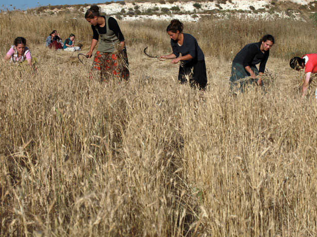 Уборка урожая в окрестностях Маале Левона. 2010-й год