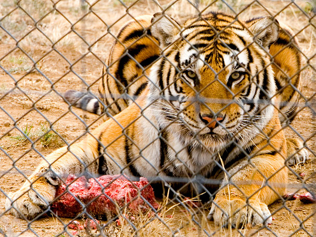 Житель Нью-Йорка прыгнул в клетку с тигром &#8211; из любви к природе