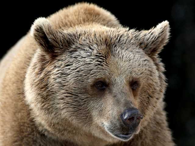 Медведи терроризируют Братск: улицы города патрулируют полиция и охотники