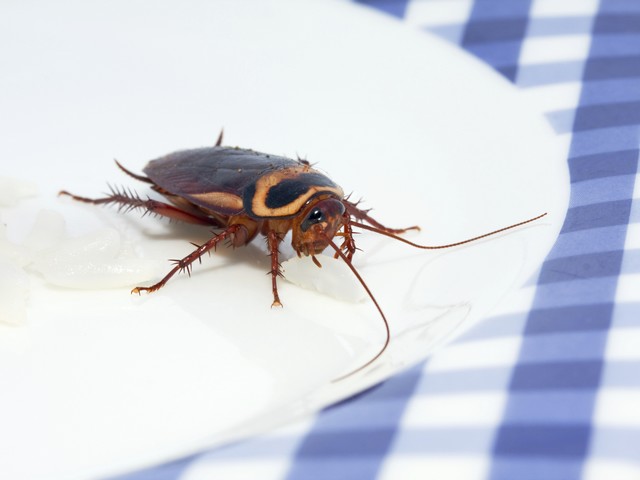 Американец скончался после победы в конкурсе по поеданию тараканов